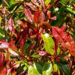 Photinia fraseri carr� rouge 50cm en pot 3l