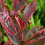Photinia louise� mclarlou