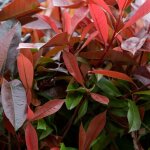 Photinia nain red robin - photinia fraseri red robin 40cm 40cm en 40 cm pot