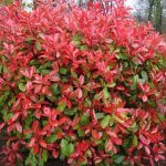 Photinia nain red robin - photinia fraseri red robin 60cm en pot