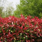 Photinia red robin - photinia xfraseri red robin en pot 18l 150 / 175cm