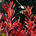 Photinia red robin - photinia xfraseri red robin en pot 50 / 60cm