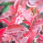 Photinia red select