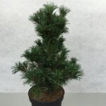 Pinus parviflora bonsai - pin blanc du japon negishi 50 - 60 cm pot