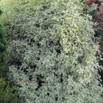 Pittospore  petites feuilles elisabeth