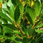 Plant de laurier sauce en pot