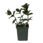 Plant menthe marocaine pot de 15l