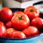 Plant tomates montfavet motte 7 cm