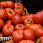 Plant tomate pyros f1 extra motte 7 cm