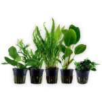 Plantes aquatiques - aqua one - set de 3 rotala - rotala rotundifolia - rotala orange juice - rotala ...
