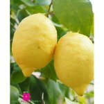 Plante de citron 4 saisons ?citrus limon? - pot � 22 cm - h. 80 - 100 cm
