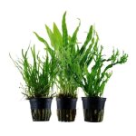 Plantes daquarium - aqua one - set de pots no. 132 - 3 fougres java - facile  entretenir - vert