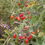 Baie de goji barbarum