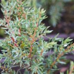 Gen�vrier commun hibernica juniperus