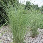 Miscanthus roseau de chine gracilinus Miscanthus roseau de chine gracilinus
