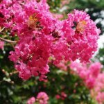 Lilas des indes mimie fuchsia dablage01