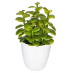 Plante succulente & cactus h18 - mod�le 2 - atmosphera createur dinterieur