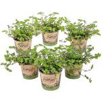 Lot de 6 - callisia repens - plante tortue - comestible pour animaux - 10 - 20 cm de haut - pot 12 cm ...