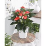 Plante tropicale � fleurs flamant rose ? anthurium rouge ? plante en pot � offrir pour la maison ou le ...