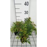 Plante vivace - aruncus aethusifolius horatio - barbe de bouc - vert - blanc cr�me - pot de 9 x 9 cm