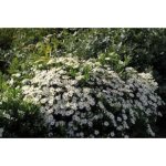Plante vivace - aster ageratoides starshine� - compact et r�sistant � la moisissure - pot de 9 x 9 cm ...