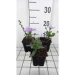 Plante vivace - aster amellus king georges - aster en pot de 9 x 9 cm - vert - parfum� - pelouse et prairie ...