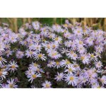 Plante vivace - aster orpheus - aster en pot de 9 x 9 cm