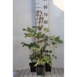 Plante vivace - astilbe chinensis superba - astilbe en pot de 9 x 9 cm