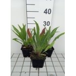 Plante vivace - echinacea pallida hula dancer - plante poussee echinac�e en pot de 9 x 9 cm