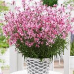 Plante vivace gaura lindheimeri sel® belleza dark pink - pot de 3l - 40 / 60 cm - plantes avenue Plante vivace gaura lindheimeri sel® belleza dark pink - pot de 3l - 40 / 60 cm - plantes avenue