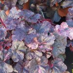 Plante vivace - plantes avenue - heuchera x midnight rose select - bordure - mi - ombre - et