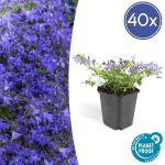 Plante vivace de rocaille - campanula poscharskyana stella - pot de 9cm - set de 40 plantes