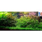 Plantes vivant aquarium lot de 150 plantes en 13 vari�t�s � racines et tiges 3 clado en +