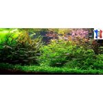 Plantes vivant aquarium lot de 200 plantes en 16 vari�t�s � racines et tiges 4 clado en +
