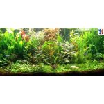 Plantes vivant aquarium axolotl lot de 30 plantes en 6 vari�t�s � racines et tiges pour eau froide 2 ...