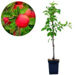 Pommier nain malus domestica