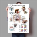 Posters anatomie humaine syst�me musculaire affiche impression dart corps humain photo �ducation avec ...