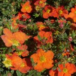 Potentille arbustive hopleys orange potentilla