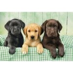 Puzzle 1000 chiens : trio de labradors - clementoni - three labs - puzzle 1000 pices - animaux - multicolore ...