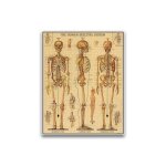 Puzzle 1000 pi�ces - squelette vintage - corps humain - adulte - beige