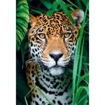 Puzzle 500 pices + poster : jaguar dans la jungle