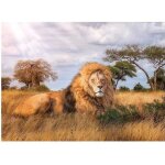 Puzzle adulte : le lion dans la savane - 1000 pieces - clementoni - collection animaux sauvages Puzzle adulte : le lion dans la savane - 1000 pieces - clementoni - collection animaux sauvages