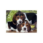 Puzzle chien beagles - 500 pieces - clementoni - collection 2 chiots Puzzle chien beagles - 500 pieces - clementoni - collection 2 chiots