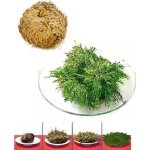 Plante - rose de j�richo - immortelle - porte - bonheur - d�corative - int�rieur