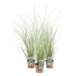 Roseau de chine gracillimus - miscanthus sinensis gracillimus 100 cm pot 3l