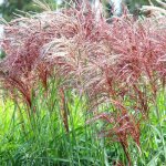 Roseau de chine red chief - miscanthus sinensis red chief 100 / 120 cm pot 75l
