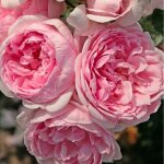 Rosier arbustif trs parfum cinderella ptale rose