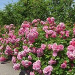 Rosier arbustif les quatre saisons� meifafio