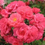 Rosier bad birnbach / bonapart p�tale rose floribunda en pot 3l