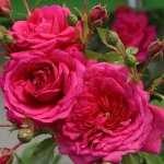 Rosier grimpant trs parfum laguna ptale rose - racines nues